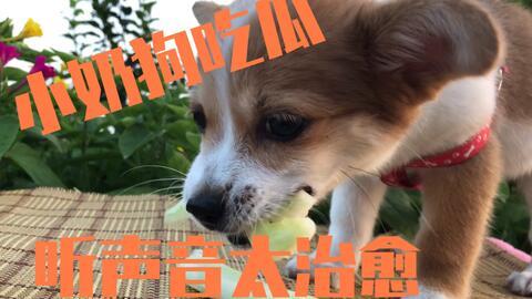 娱乐吃瓜酱送小狗视频下载